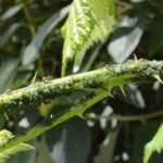 pulgões na planta