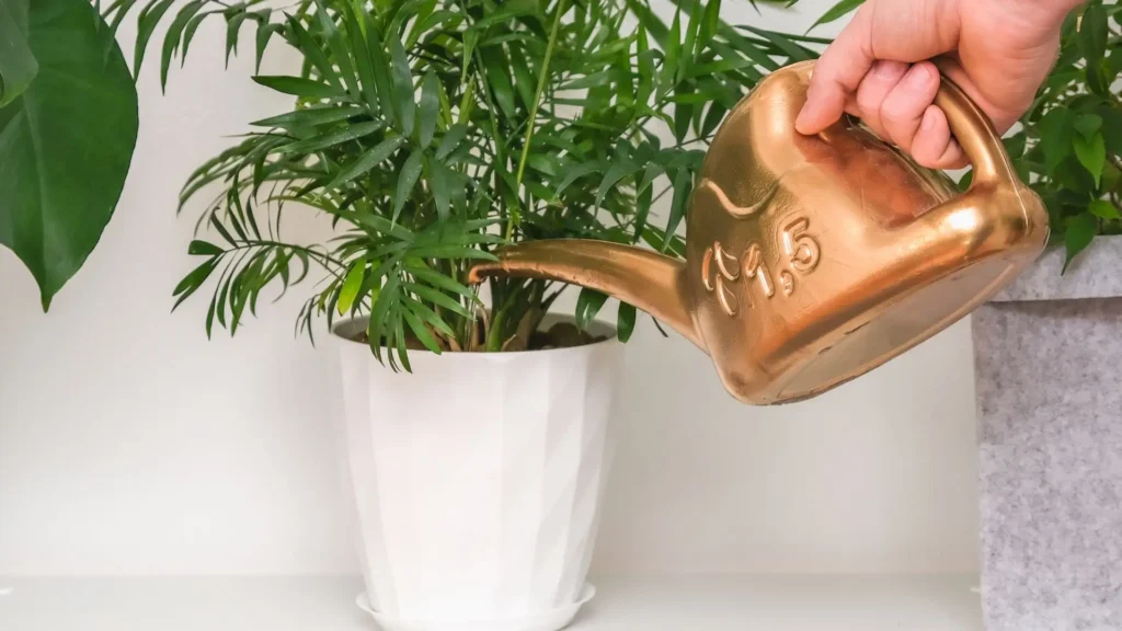Pessoa usando um regador dourado para regar o solo de uma planta em vaso, mostrando que o ideal é regar plantas na base, não nas folhas.