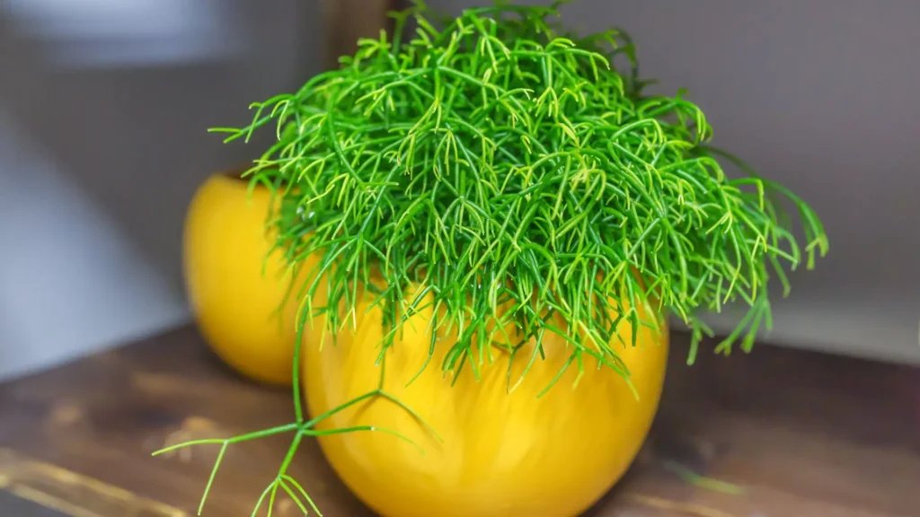 Suculenta rhipsalis pendente cultivada em vaso suspenso, com caules alongados adaptados a ambientes internos