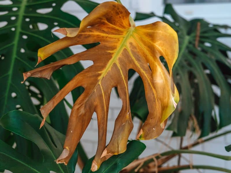 Folha de planta de interior amarelada e seca, indicando sinais de que algo não vai bem no cuidado diário