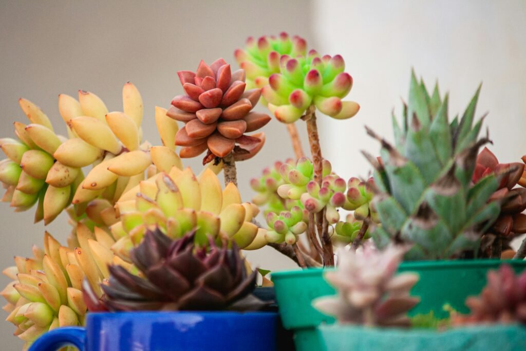 suculentas para dentro de casa