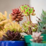 suculentas para dentro de casa