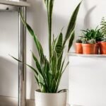 Plantas que Purificam o Ar