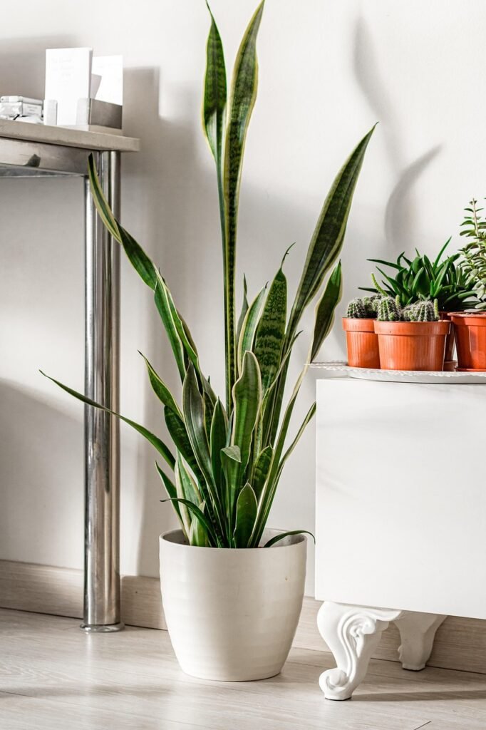 Plantas que Purificam o Ar