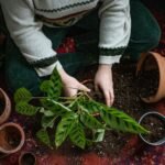 vaso e o substrato adequados para cuidar de plantas internas