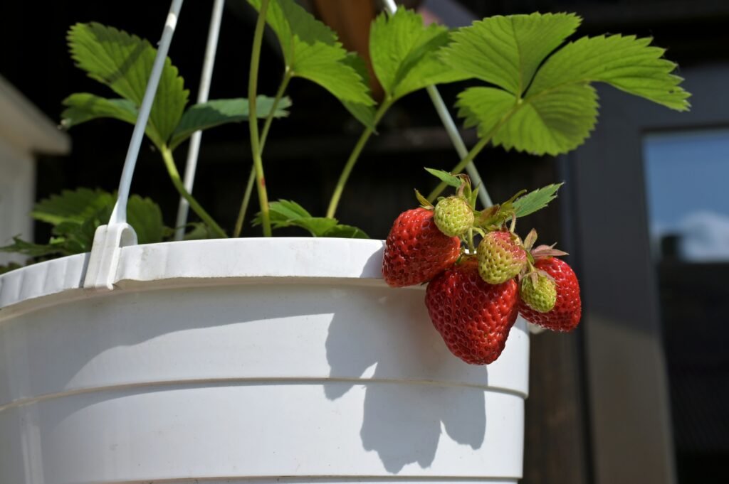vaso ideal para cultivar morangos