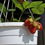 vaso ideal para cultivar morangos