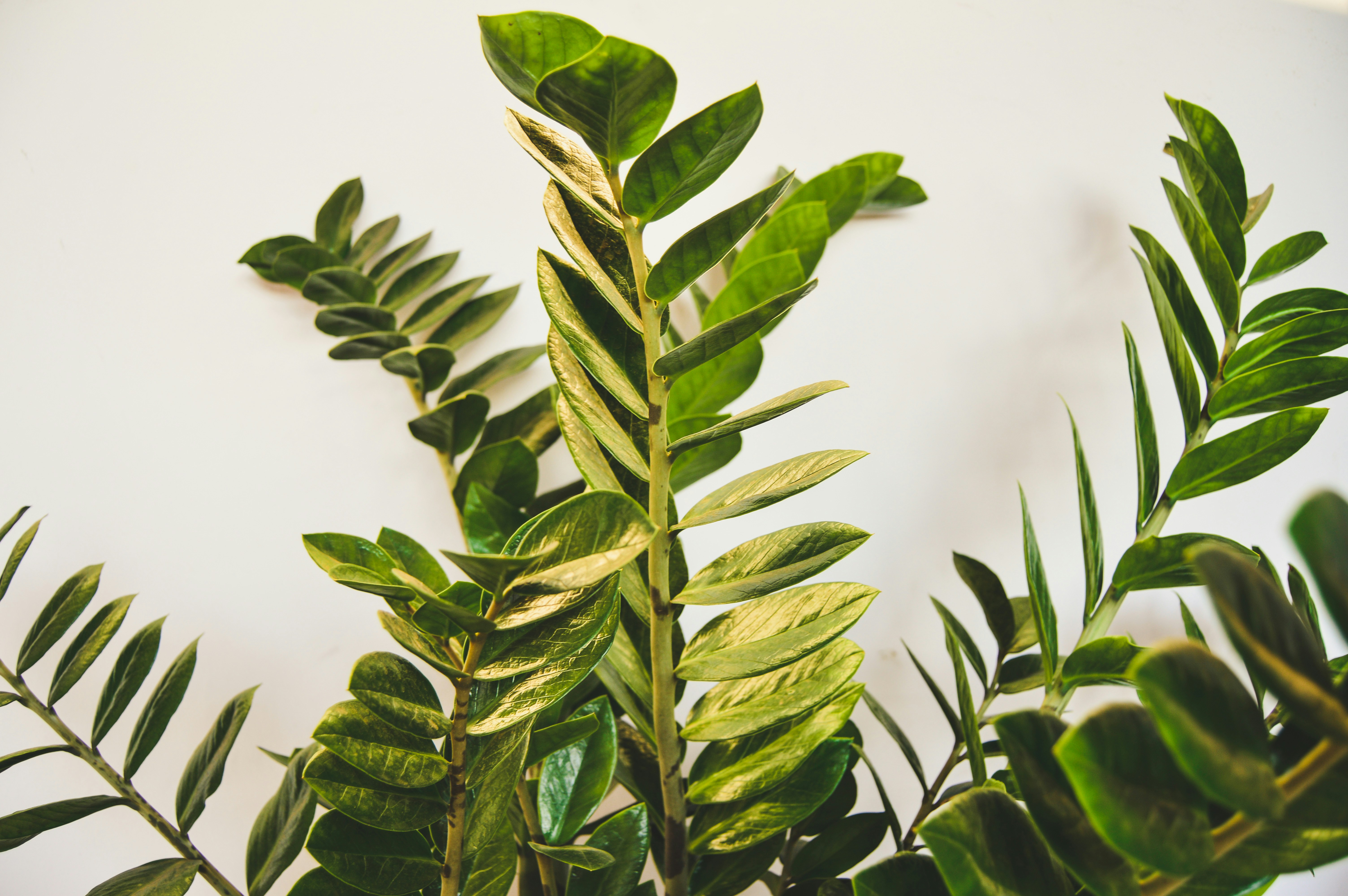 Zamioculca em destaque com folhas verdes brilhantes, ideal para ambientes internos com pouca luz.
