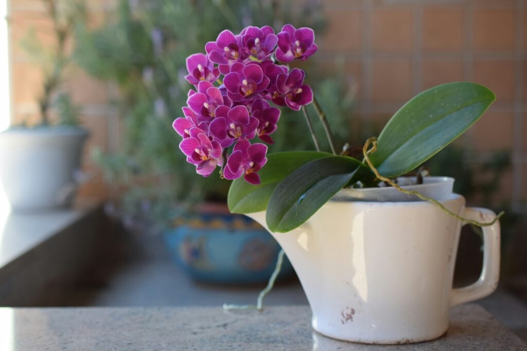 Orquídea Phalaenopsis lilás em um vaso improvisado de porcelana branca sobre uma bancada, com fundo desfocado de plantas.