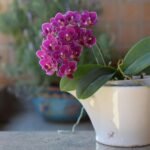 Orquídea Phalaenopsis lilás em um vaso improvisado de porcelana branca sobre uma bancada, com fundo desfocado de plantas.