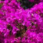 Bougainvillea em plena floração com brácteas roxas vibrantes, cobrindo um arbusto no jardim.