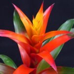 Bromélia Guzmania com brácteas em tons vibrantes de vermelho e amarelo, destacando-se sobre um fundo preto.