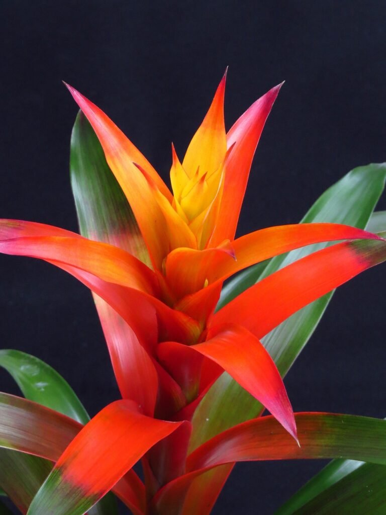 Bromélia Guzmania com brácteas em tons vibrantes de vermelho e amarelo, destacando-se sobre um fundo preto.