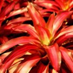 Bromélia Neoregelia com folhas largas em tons de vermelho intenso e bordas verdes, iluminada pela luz do sol.