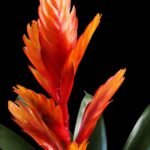 Bromélia Vriesea com brácteas em tons de vermelho e laranja vibrantes, destacando-se sobre fundo preto.