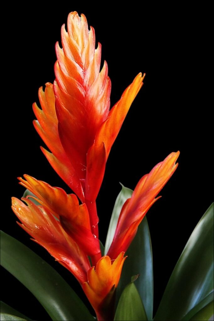 Bromélia Vriesea com brácteas em tons de vermelho e laranja vibrantes, destacando-se sobre fundo preto.