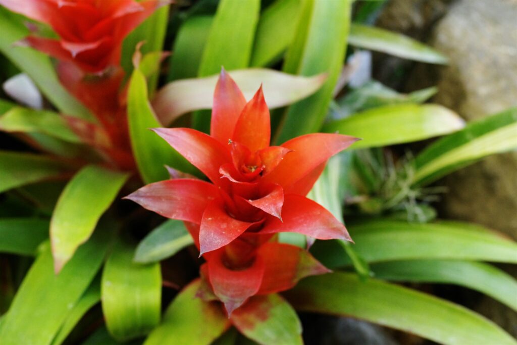 Close-up de uma bromélia vermelha vibrante com folhas verdes ao redor, destacando sua forma exótica e cores intensas.