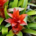 Close-up de uma bromélia vermelha vibrante com folhas verdes ao redor, destacando sua forma exótica e cores intensas.