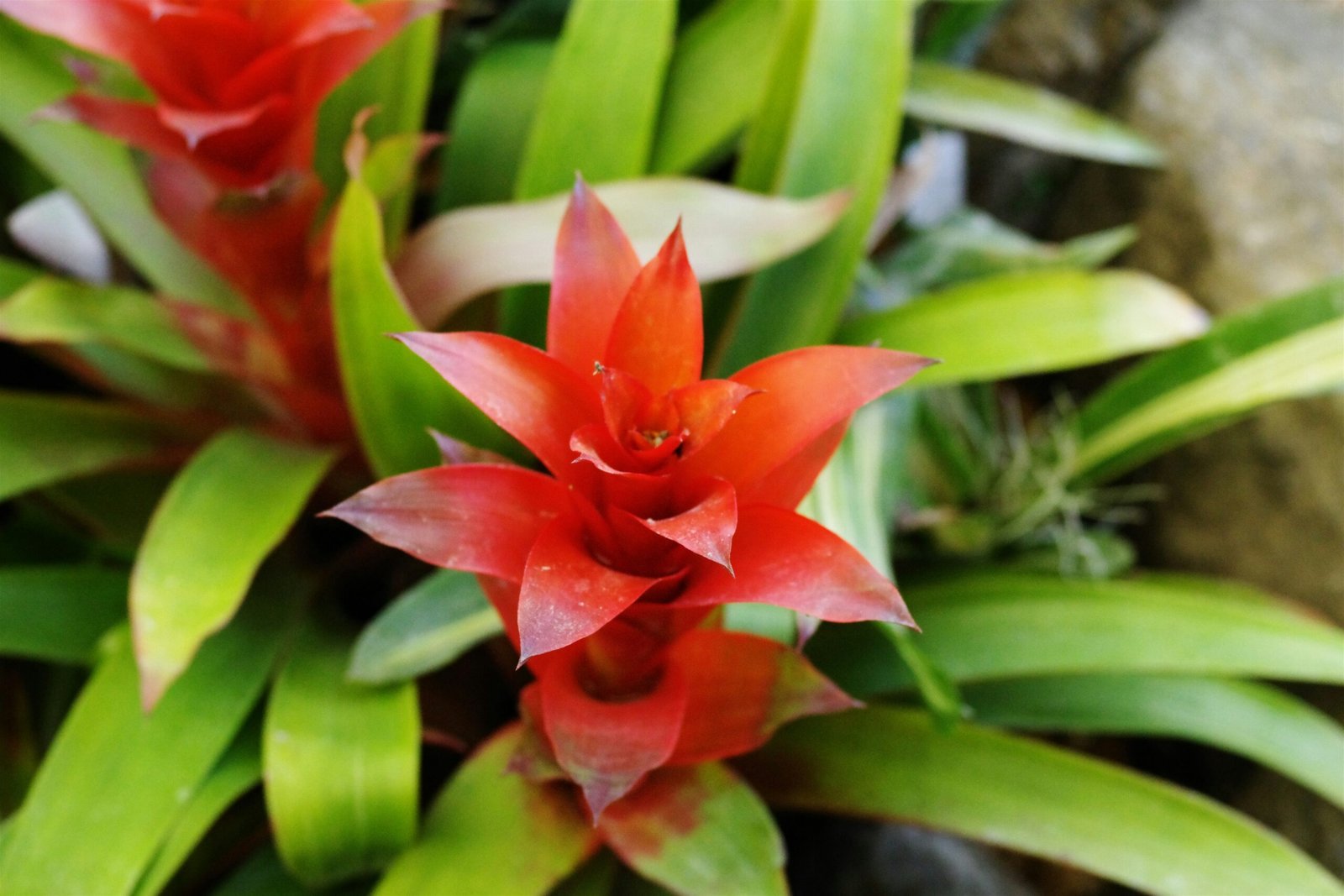 Close-up de uma bromélia vermelha vibrante com folhas verdes ao redor, destacando sua forma exótica e cores intensas.