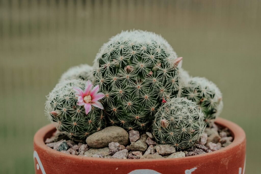 Cacto Mammillaria em vaso de barro com flores rosa, rodeado por pequenas pedras decorativas