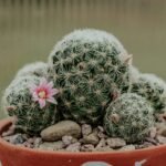 Cacto Mammillaria em vaso de barro com flores rosa, rodeado por pequenas pedras decorativas