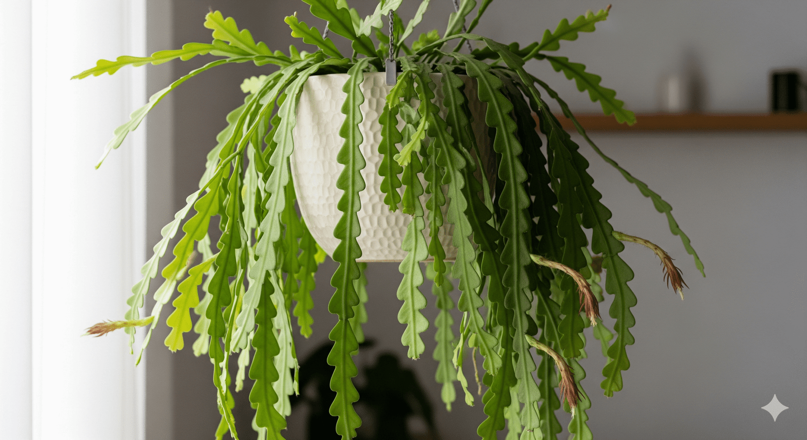 Cacto Sianinha (Epiphyllum anguliger) em vaso suspenso, com folhas verdes em formato de zigue-zague, pendendo para baixo.