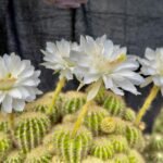 Cacto com flores brancas abertas, exibindo pétalas delicadas e estames amarelos em destaque.