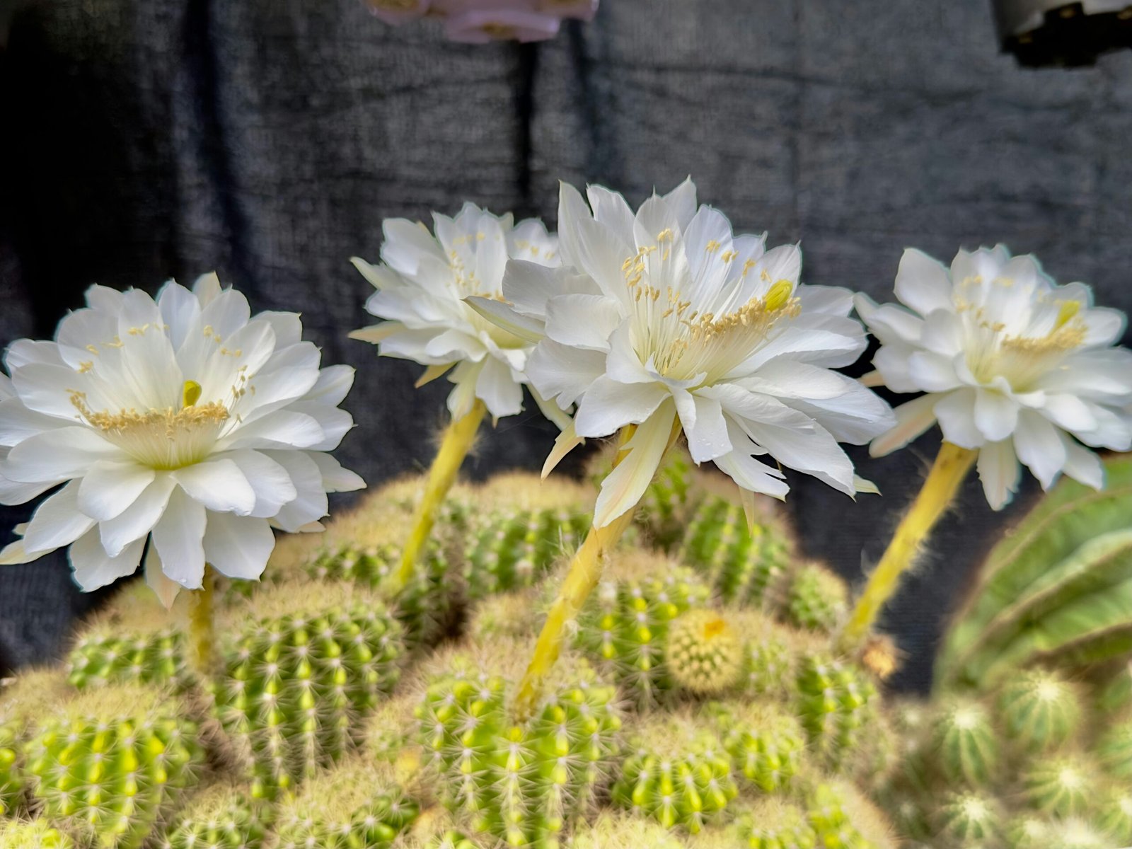 Cacto com flores brancas abertas, exibindo pétalas delicadas e estames amarelos em destaque.