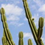 Cacto mandacaru com hastes verdes eretas contra um céu azul com algumas nuvens.