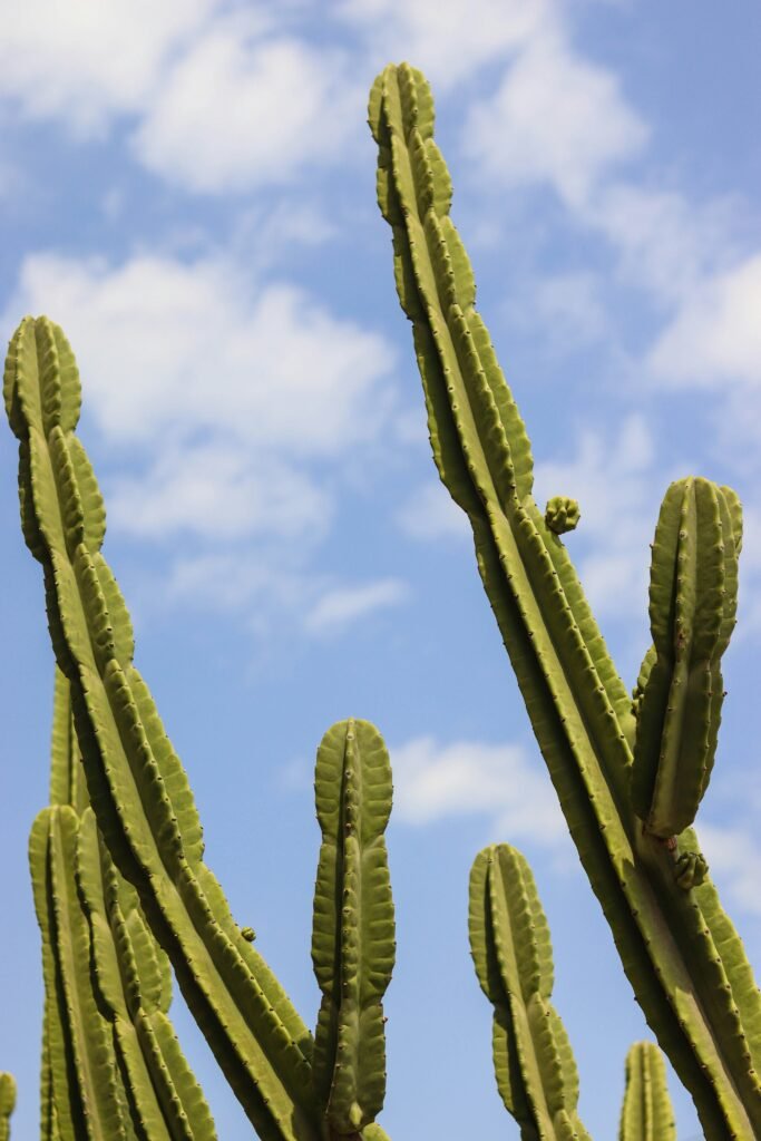 Cacto mandacaru com hastes verdes eretas contra um céu azul com algumas nuvens.