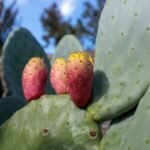 Close-up de um cacto Opuntia com frutos maduros em tons de vermelho e amarelo, sob céu azul.