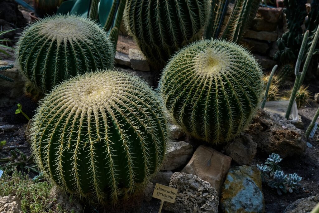 Cactos do tipo bola (Echinocactus grusonii) em um jardim de pedras, com espinhos dourados e formato arredondado.