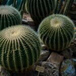 Cactos do tipo bola (Echinocactus grusonii) em um jardim de pedras, com espinhos dourados e formato arredondado.