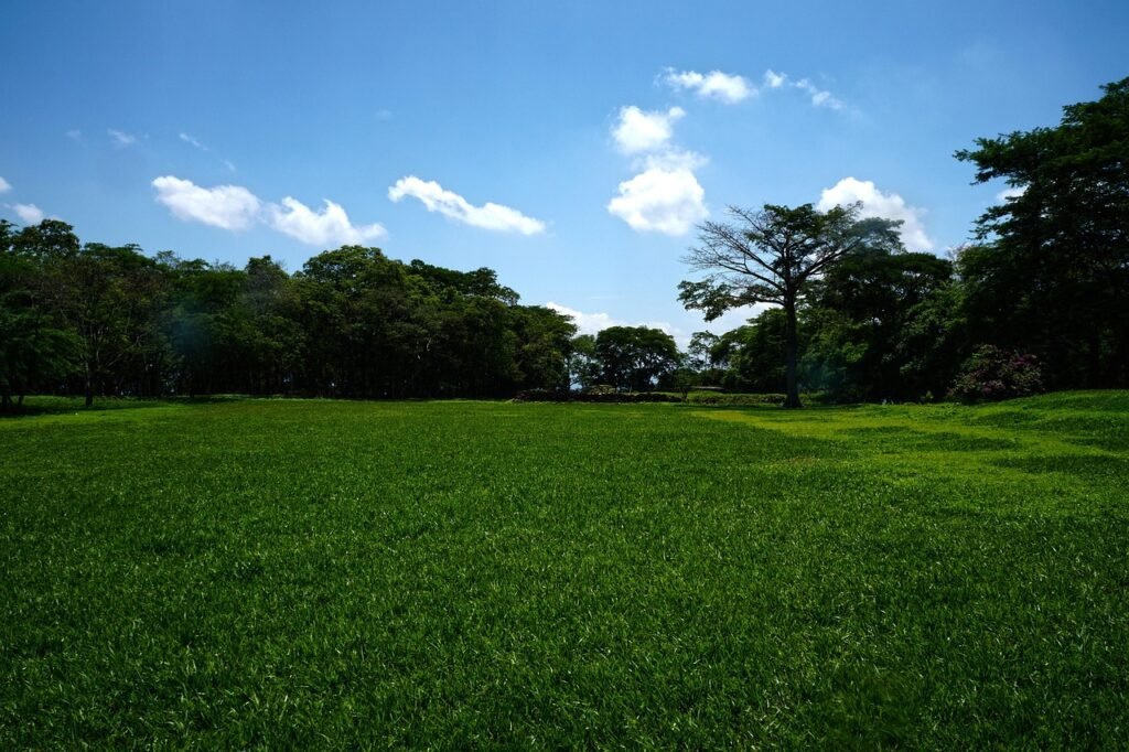 Campo amplo coberto por grama verde vibrante com árvores e floresta ao fundo sob um céu azul com nuvens.