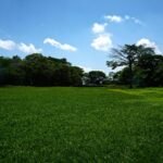 Campo amplo coberto por grama verde vibrante com árvores e floresta ao fundo sob um céu azul com nuvens.