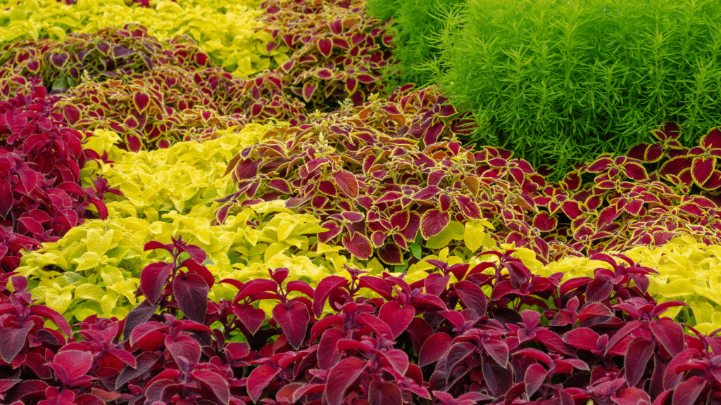 Canteiro colorido de coleus com diferentes variedades, exibindo folhas em tons de vermelho, verde e amarelo vibrante.