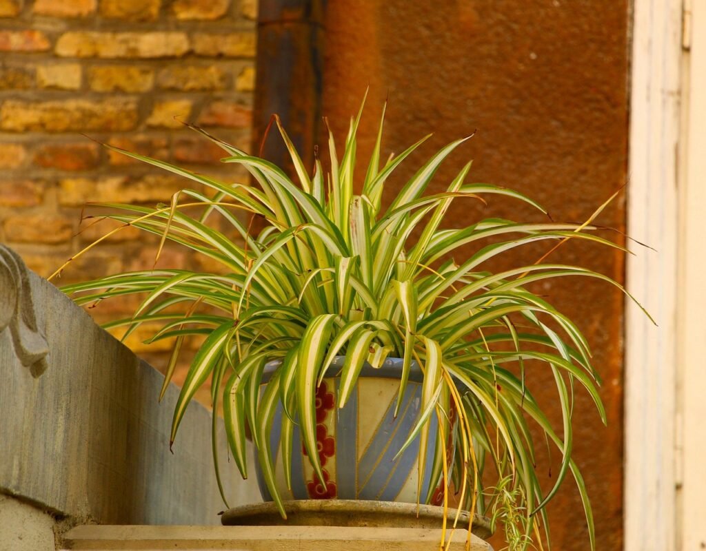 plantas que purificam o ar