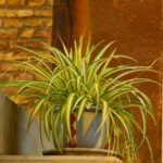 plantas que purificam o ar