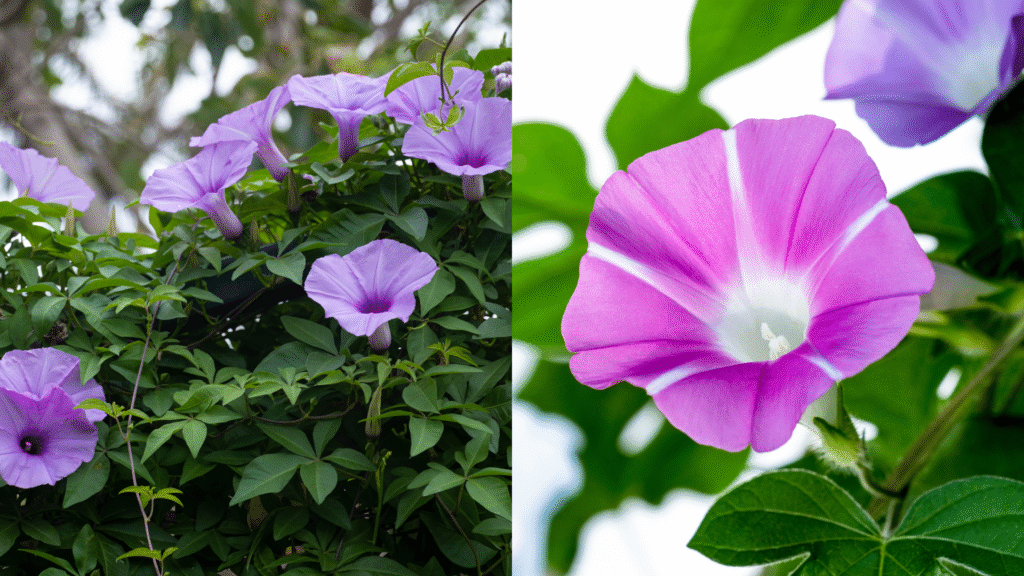 Close-up da Ipoméia (Ipomoea indica) com flores roxas em forma de funil e folhas verdes em fundo natural.