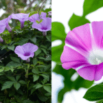 Close-up da Ipoméia (Ipomoea indica) com flores roxas em forma de funil e folhas verdes em fundo natural.