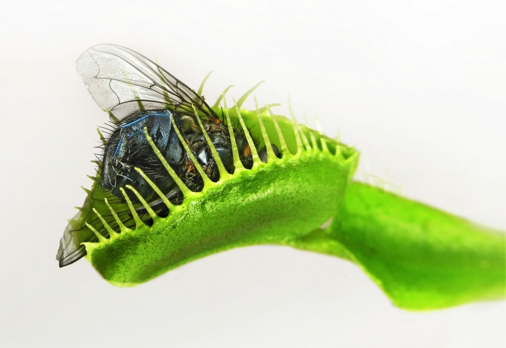 Close-up da armadilha da Dionaea muscipula capturando uma mosca, mostrando os detalhes da presa entre os dentes da planta.