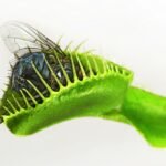 Close-up da armadilha da Dionaea muscipula capturando uma mosca, mostrando os detalhes da presa entre os dentes da planta.