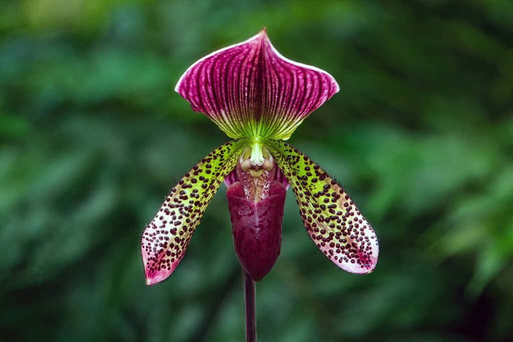 orquídeas raras