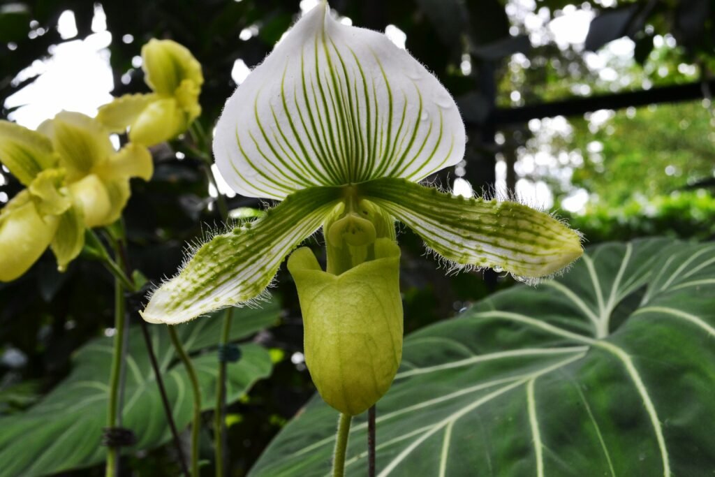 Close-up da orquídea rara Paphiopedilum verde e branca, também conhecida como orquídea sapatinho, com pétalas listradas e textura delicada, em ambiente natural.