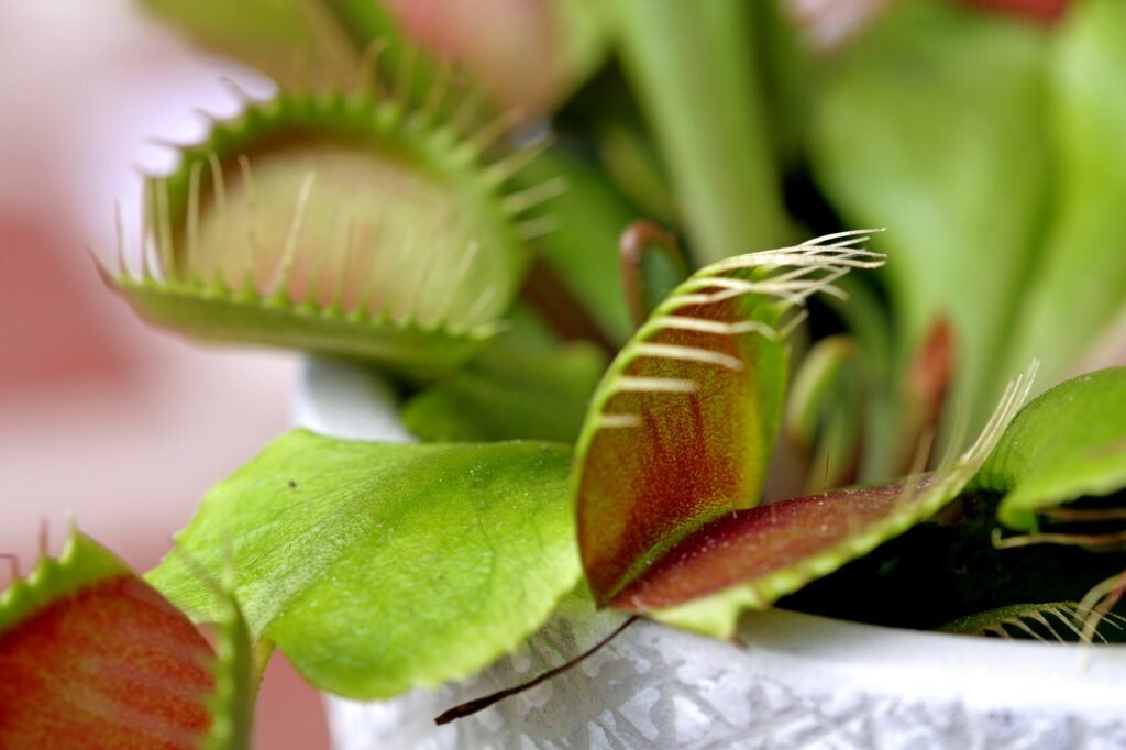 Close-up da planta carnívora Dionaea muscipula com armadilhas abertas, exibindo interior avermelhado e cerdas sensíveis.