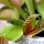 Close-up da planta carnívora Dionaea muscipula com armadilhas abertas, exibindo interior avermelhado e cerdas sensíveis.