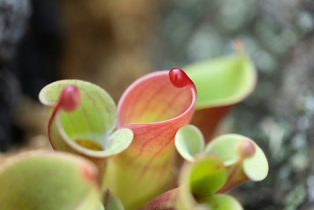 Close-up da planta carnívora Heliamphora, com jarros verdes e bordas avermelhadas, destacando sua estrutura tubular.