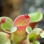 Close-up da planta carnívora Heliamphora, com jarros verdes e bordas avermelhadas, destacando sua estrutura tubular.