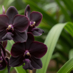 Close-up da rara Orquídea Negra (Fredclarkeara After Dark) com pétalas aveludadas em tom preto intenso, em contraste com folhagem verde ao fundo