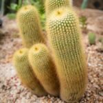 cuidar de cactos